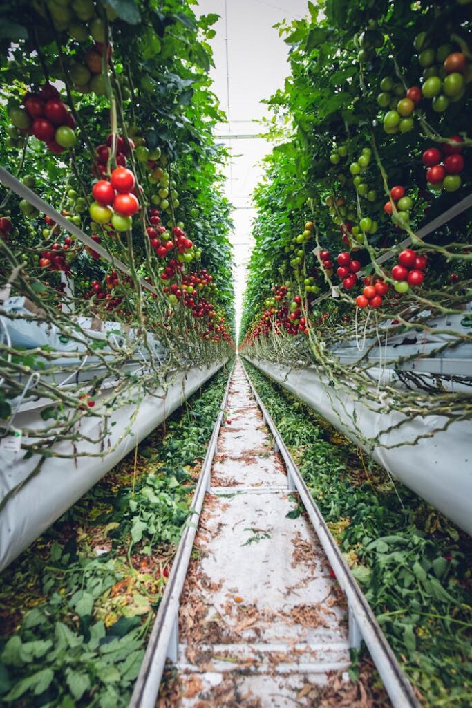 Red and Green Tomato Plants on Train Rail